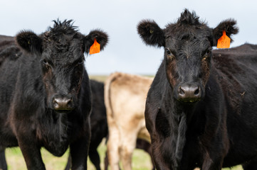 Beef cows and calfs grazing on grass in south west victoria, Australia. eating hay and silage....