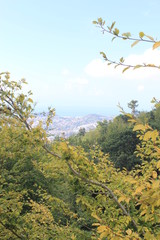 landscape with trees