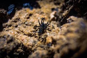 spider on the ground