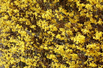 Yellow forsythia flowers , forsythia, gold bell (forsythia), background image