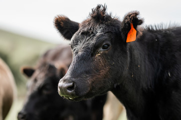 Beef cows and calfs grazing on grass in south west victoria, Australia. eating hay and silage....