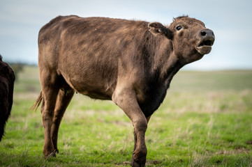 Beef cows and calfs grazing on grass in south west victoria, Australia. eating hay and silage....