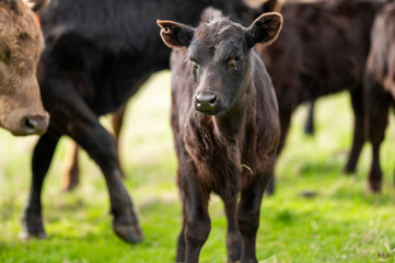 Beef cows and calfs grazing on grass in south west victoria, Australia. eating hay and silage....