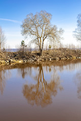 Spreading tree reflected in the water of konala against the sky.
