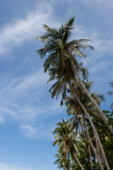 Obraz premium Palm grove on a tropical island. Ko Ngai, Krabi province.