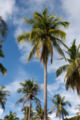 Obraz na płótnie Canvas Palm grove on a tropical island. Ko Ngai, Krabi province.