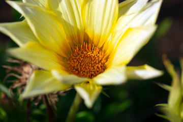 A close-up photo of a beautiful and cheerful garden African daisy flower (Gazania, Asteraceae family), bright colours on dark background. Shallow depth of field.