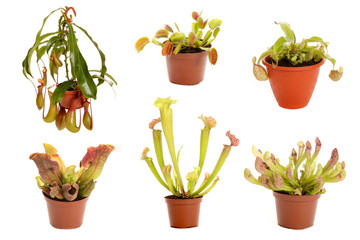 Varieties of predatory plants in flower pots