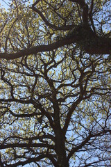 Obraz premium tree and sky