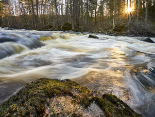 stream in the forest