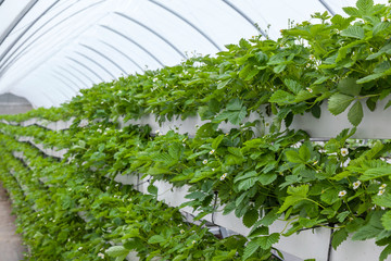 Greenhouse with young strawberry bushes