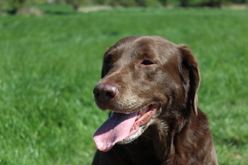 Chocolate retriever dog