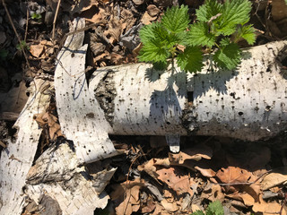 Birch bark with young nettles in the spring forest. Close-up, narrow focus.