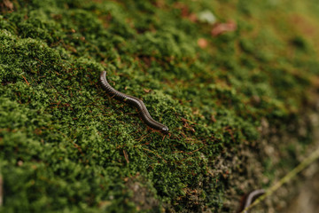 millipede in the moss