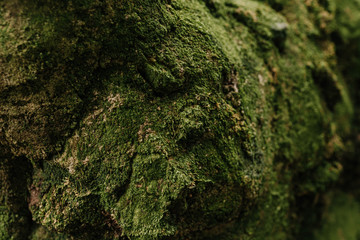 lichen on tree bark