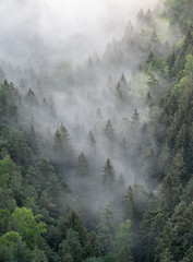 foggy moody morning in saxon switzerland, saxony, germany