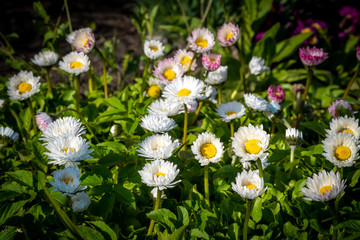 With the onset of heat in may, bright daisies bloomed in the city's flower beds.