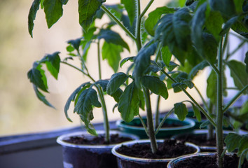The cultivation of seedlings of tomatoes. Green tomatoes leaves, close up. Growing tomato. Tomato seedlings in plastic cups. Home production of food concept. Quarantine hobby. Gardening concept.