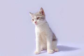 Scottish Fold kittens are sitting on purple background. Portrait of the white kittens are sitting for look something.
