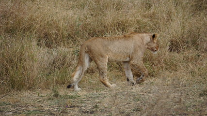 lion walking in tanzania