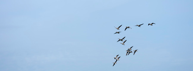 geese in blue sky