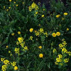 Obraz premium Detail of nature - ground with grass and Yellow dandelion flowers as texture or background