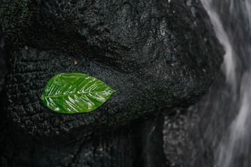 green leaf on black background