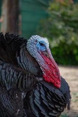 Portrait of a male turkey (meleagris gallopavo) with blurry background