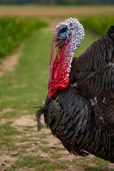 Portrait of a male turkey (meleagris gallopavo) with blurry background