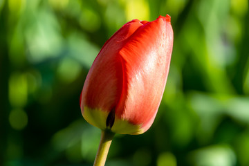 May tulips are blooming in the flower beds in the courtyards of Kronstadt.