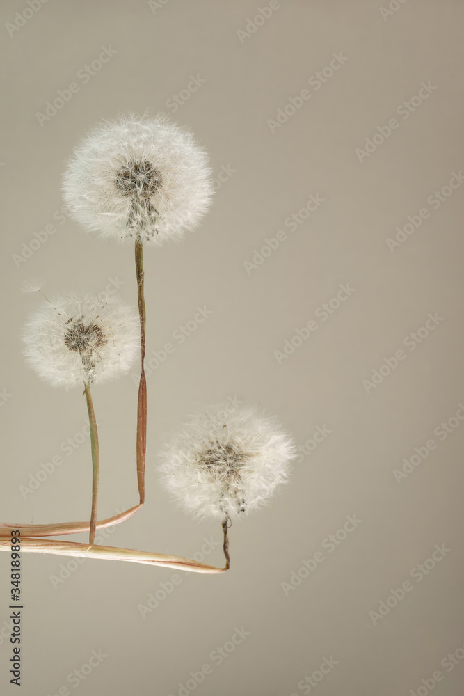 Poster beautiful three dandelions flower on a gray background pattern texture.