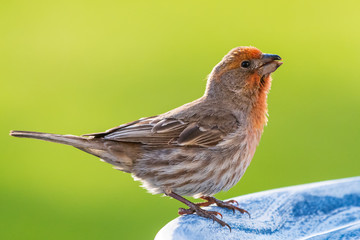 Male House Finch Perched on bird bath.