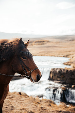 horse picture waterfall background