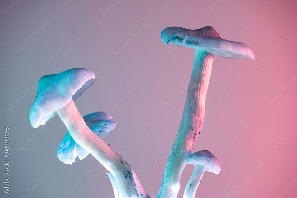 Poster Bunch mushrooms plant color light. Beautiful plant minimal in neon light. Minimalism retro style concept. Background pattern for design.