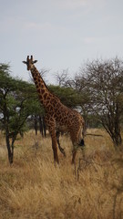 giraffe in the savannah