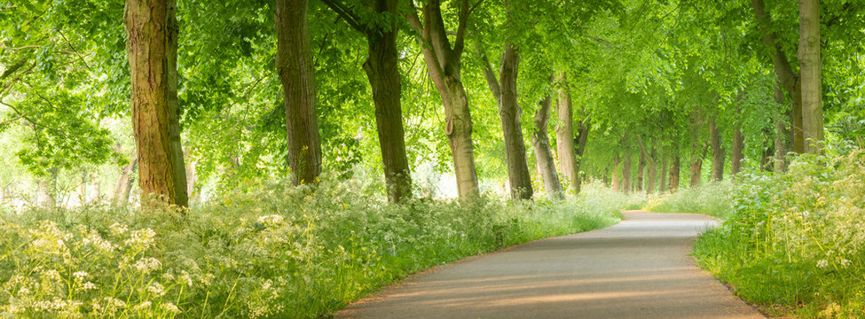 bicycle track in the netherlands with ragwort and fresh leaves on trees