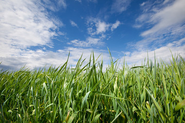 Młode żyto na tle błękitnego nieba z chmurami.