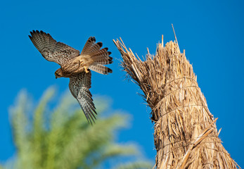 Wild female common kestrel taking off from perch