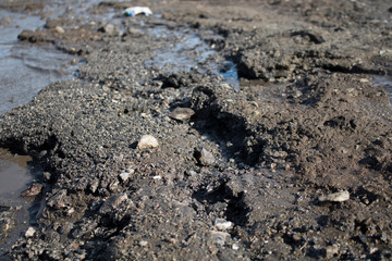 Dirt wet soil background. Grunge earth. Dirt.