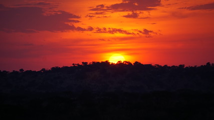 sunset in the savannah