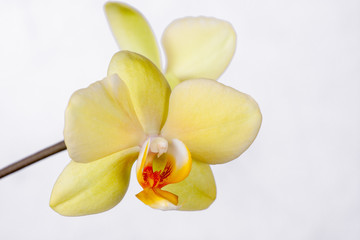 Inflorescence of a yellow orchid on a white background