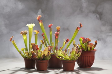 Purple sarracenia flower - carnivorous plant that traps insects