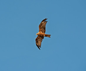 Fototapeta na wymiar Wild black kite bird in flight on blue sky background