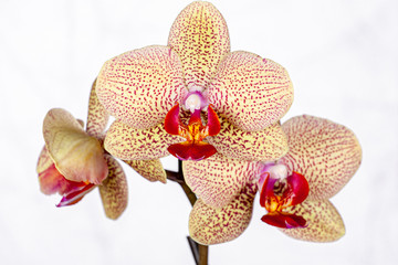 Inflorescence of a yellow dotted orchid on a white background