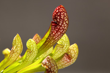 Purple sarracenia flower - carnivorous plant that traps insects
