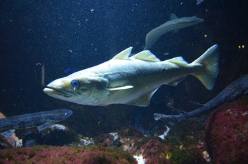 Tropical fish in aquarium, Berlin