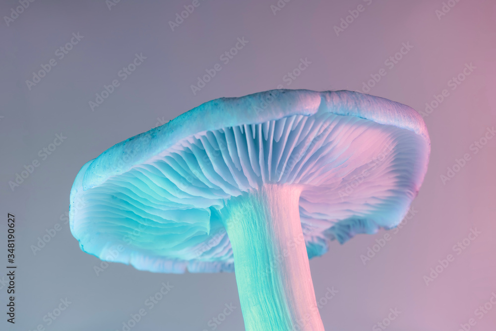 Poster bunch mushrooms plant color light. beautiful plant minimal in neon light. minimalism retro style con