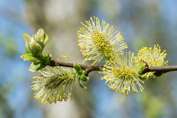 Catkins of a willow tree in spring