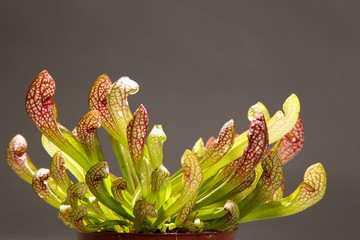Purple sarracenia flower - carnivorous plant that traps insects
