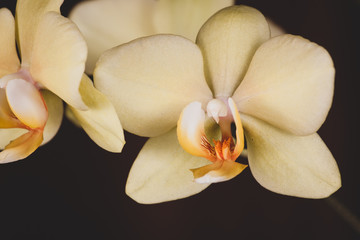 Inflorescence of a yellow orchid on a dark background